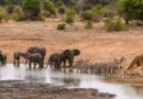 Ilifa Lendalo laseMzantsi Afrika: Ubuhle Obakha Isazisi Sesizwe